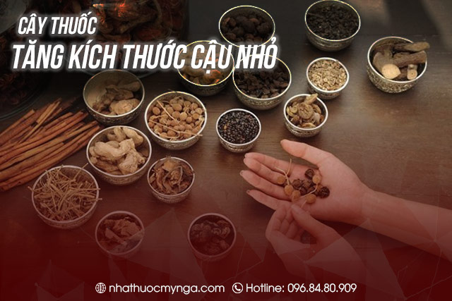 Cây thuốc tăng kích thước cậu nhỏ