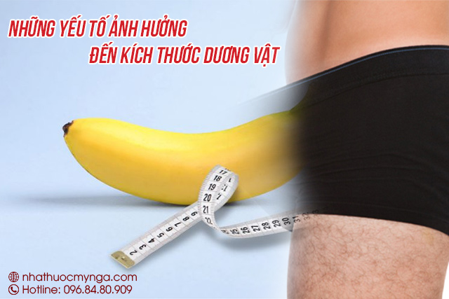 yếu tố ảnh hưởng đến kích thước dương vật